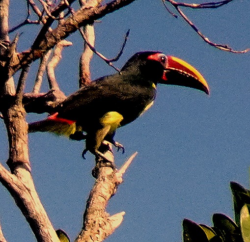 151. Manaus, Brazil (Day 1)