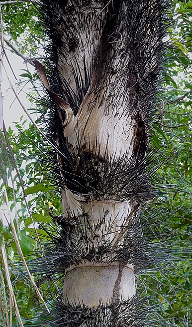 153a. Manaus, Brazil (Day 2) _stitch