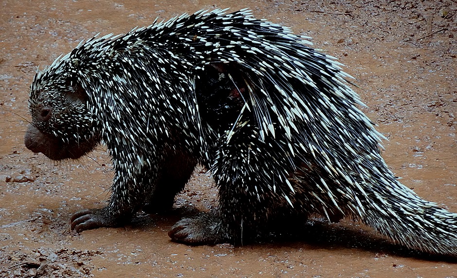 155. Alter do Chao, Brazil