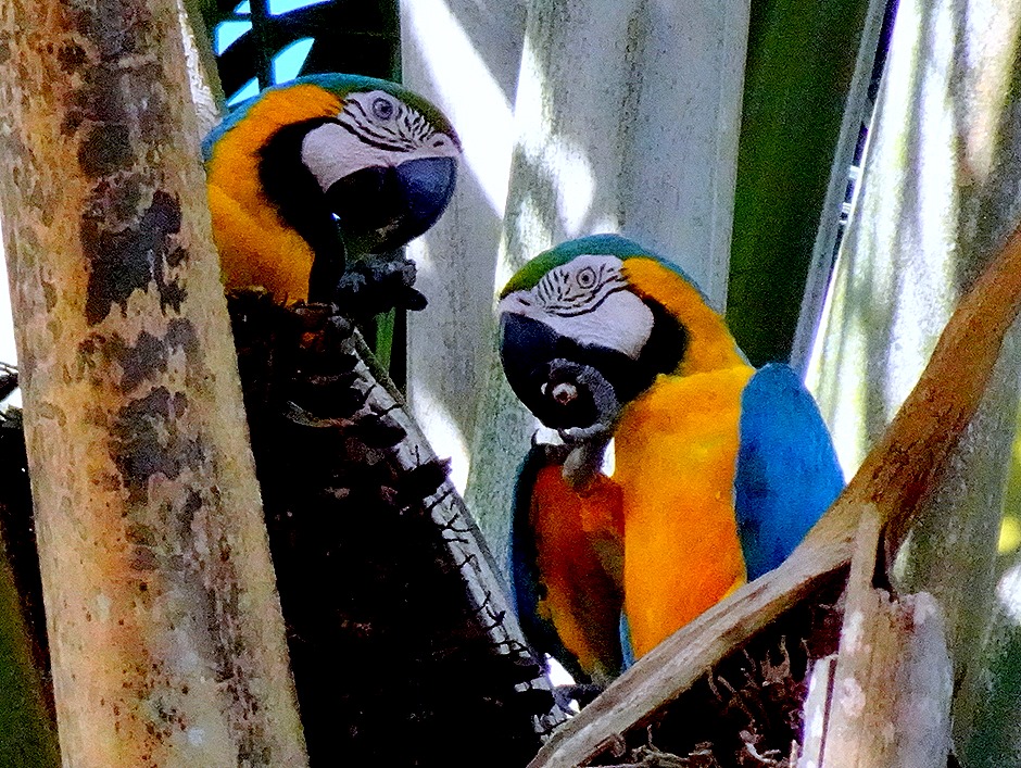 155. Manaus, Brazil (Day 1)