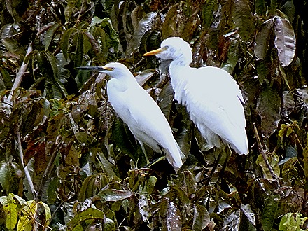162. Santarem, Brazil