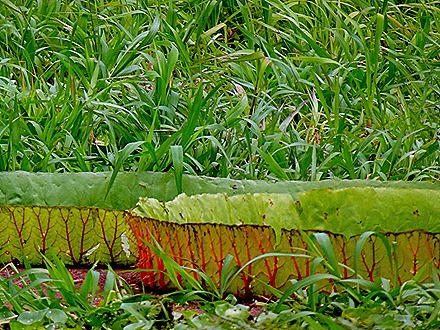 166. Santarem, Brazil