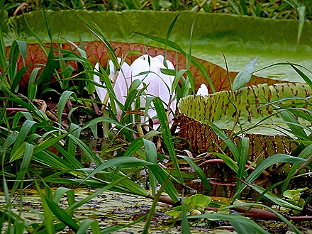 167. Santarem, Brazil