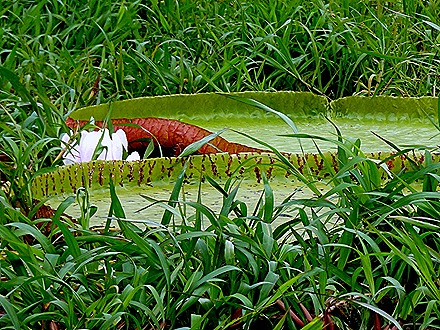 168. Santarem, Brazil