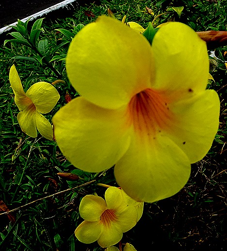 18. Parentins, Brazil