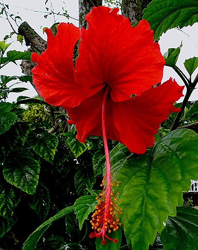 19. Parentins, Brazil