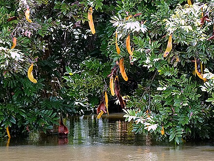 195. Santarem, Brazil