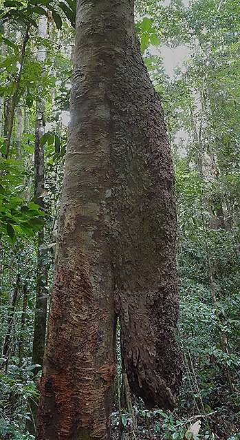 19a. Alter do Chao, Brazil_stitch