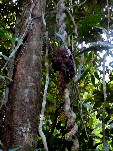 20. Manaus, Brazil (Day 2) 