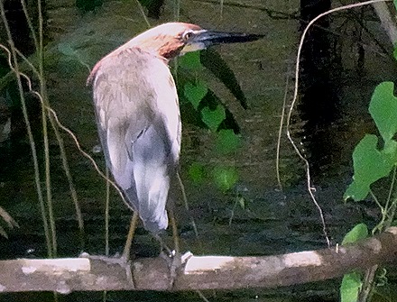 202. Santarem, Brazil