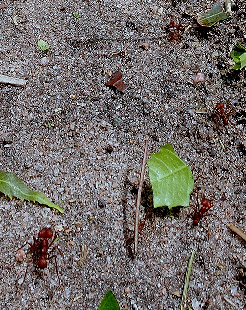 207. Alter do Chao, Brazil