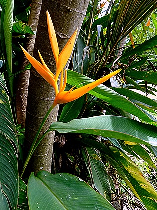 211. Alter do Chao, Brazil