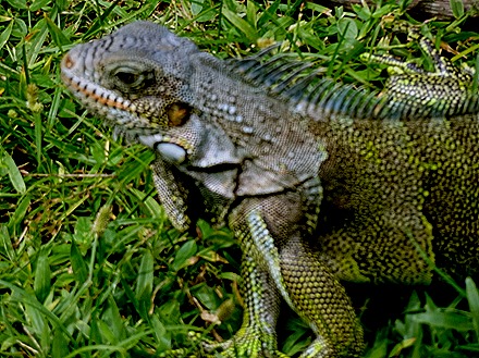 216. Alter do Chao, Brazil