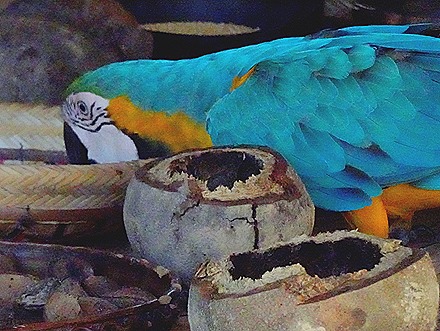 219. Manaus, Brazil (Day 1)