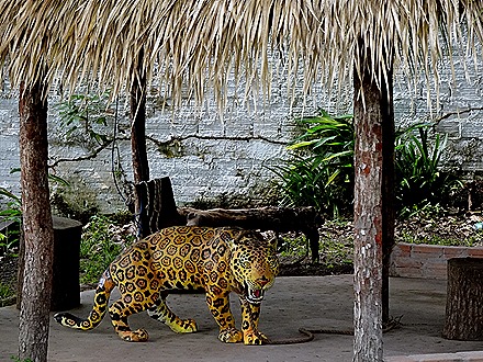 221. Alter do Chao, Brazil