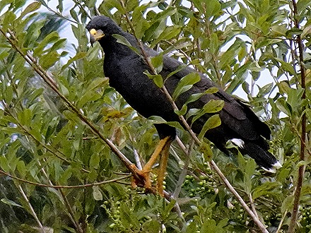 221. Santarem, Brazil