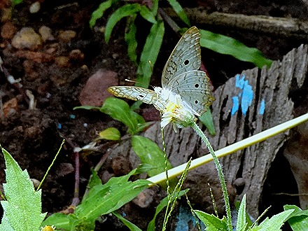 225a. Alter do Chao, Brazil_stitch