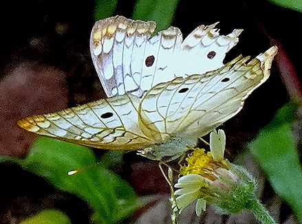 226. Alter do Chao, Brazil