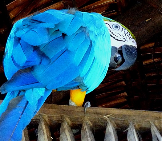 227. Manaus, Brazil (Day 1)