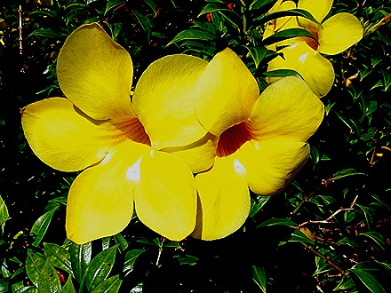 229. Alter do Chao, Brazil