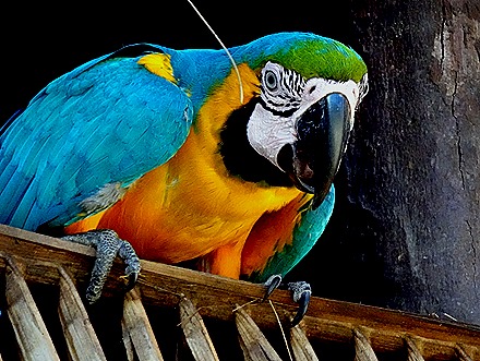 229. Manaus, Brazil (Day 1)