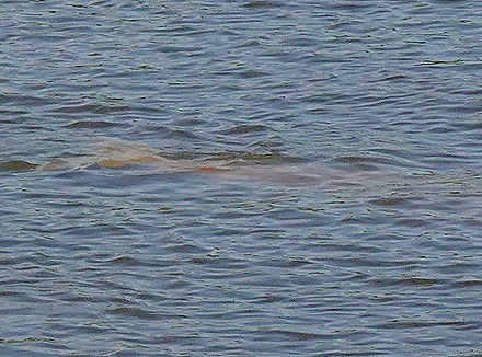 233. Santarem, Brazil