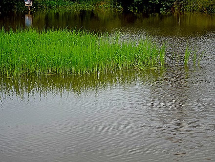 234. Alter do Chao, Brazil