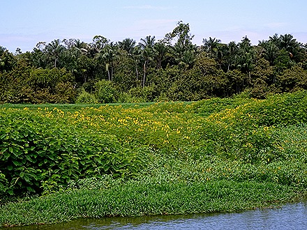 234. Santarem, Brazil