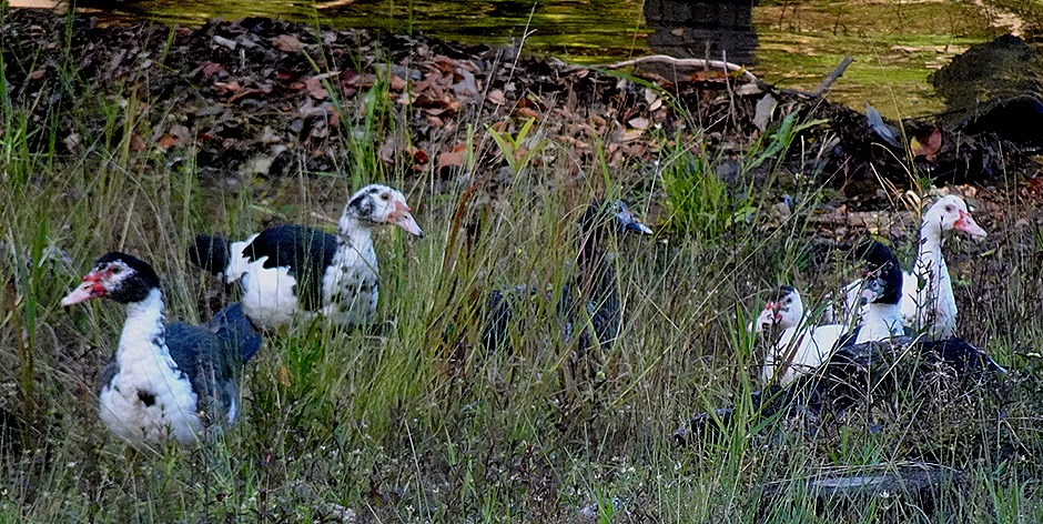 236. Manaus, Brazil (Day 1)