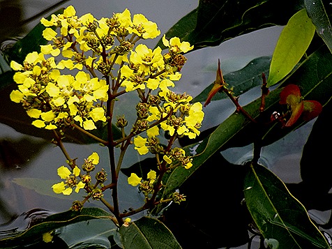 237. Alter do Chao, Brazil