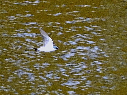 241. Santarem, Brazil