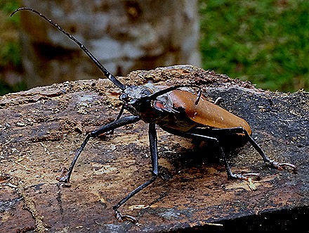 246. Alter do Chao, Brazil (Mary)