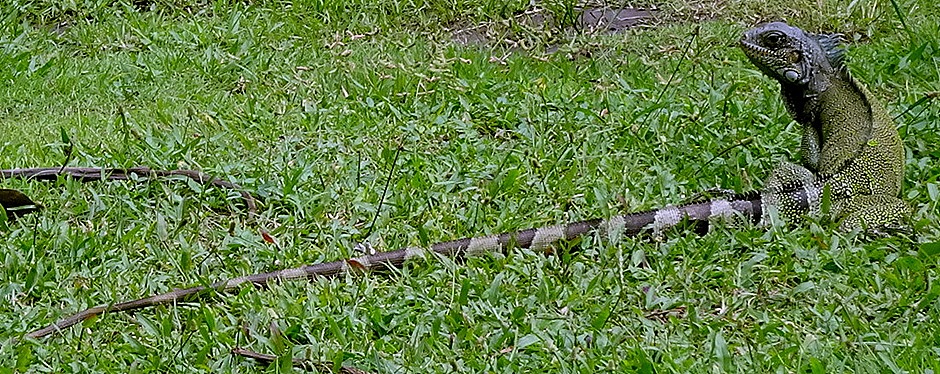 249. Alter do Chao, Brazil (Mary)