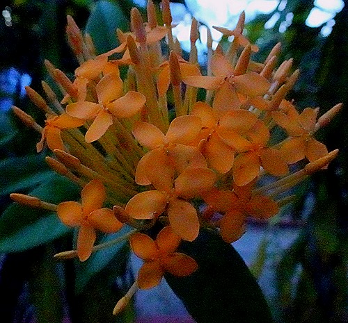 267. Manaus, Brazil (Day 1)