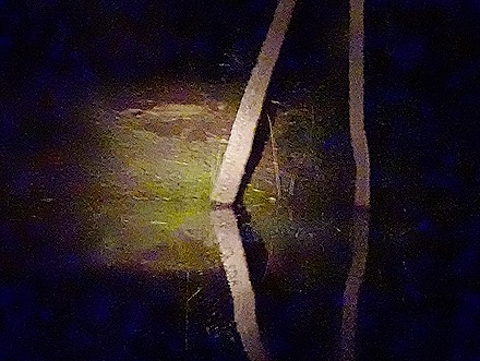 279. Manaus, Brazil (Day 1)