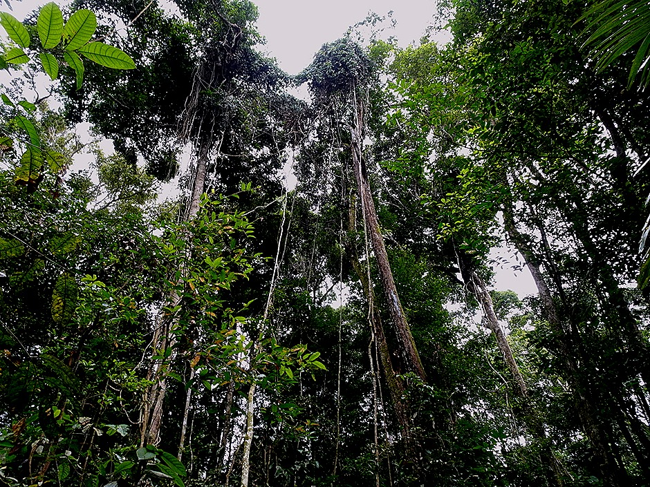 29. Alter do Chao, Brazil