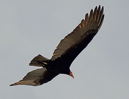 291. Santarem, Brazil