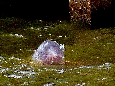 295a. Santarem, Brazil (Robert)