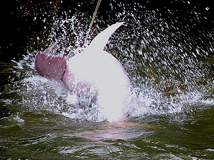 299. Santarem, Brazil (Robert)