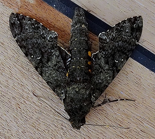 3. Boca de Valeria, Brazil