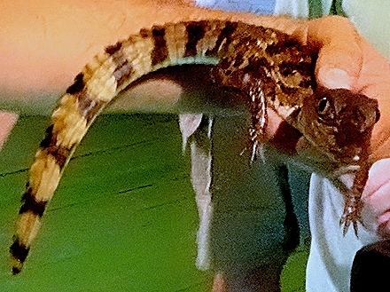 307. Manaus, Brazil (Day 1)