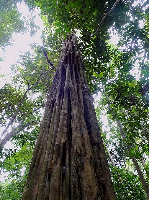 31. Alter do Chao, Brazil