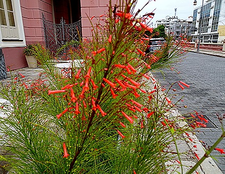 31. Manaus, Brazil (Day 1)