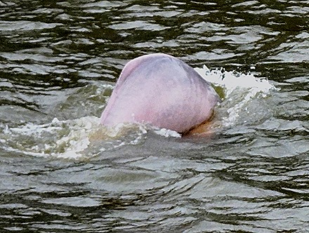 31. Santarem, Brazil