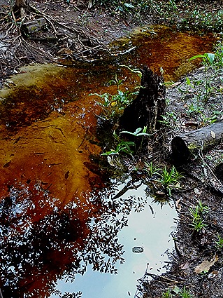 32. Manaus, Brazil (Day 2) 