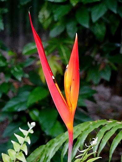 37. Manaus, Brazil (Day 2) 