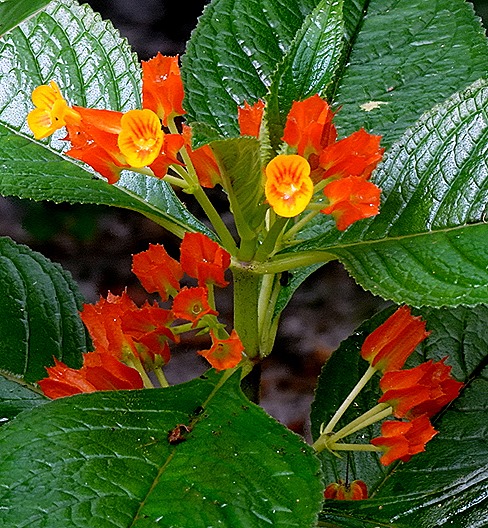 42. Manaus, Brazil (Day 2) 