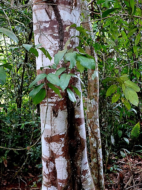 Tree with mottled bark