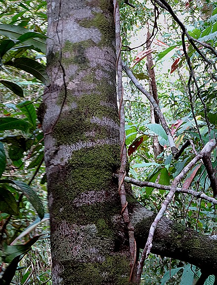 48a. Manaus, Brazil (Day 2) _stitch