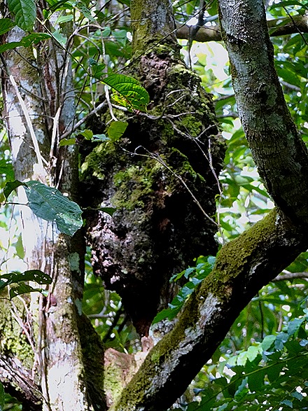 51. Manaus, Brazil (Day 2) 